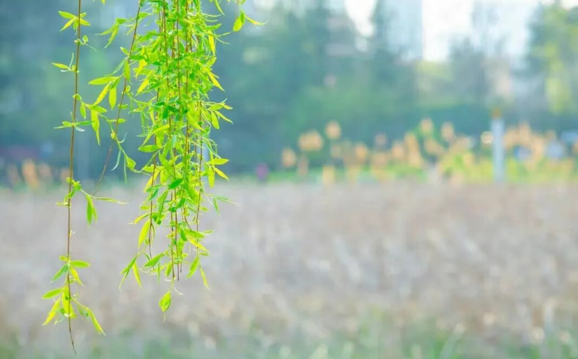 春分撞上龙抬头！这种巧合本世纪只有3次，今天赶上了...
